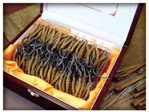 庆城冬虫夏草回收